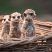 Putziges Trio