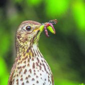 (Zu) Frühe Heimkehrer