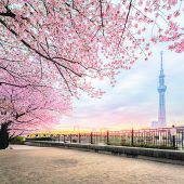 Japan zur Kirschblüte im Frühjahr
