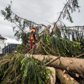 Der Holzfuchs ist rund ums Haus aktiv
