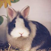 Kleines Kaninchen sucht Partner
