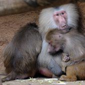 Pavian entführt Löwenbaby und will es großziehen