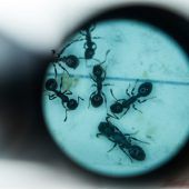 Alpenameisen sollen Phänomen der Superkolonien erklären