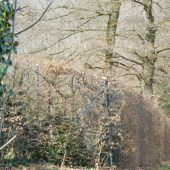Kranke Eschen am Frutzdamm in Röthis wurden gefällt
