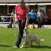 Hund und Mensch: ein eingespieltes Team