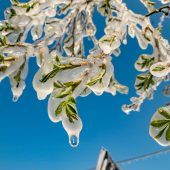 Und wieder bedroht der Frost den Obstbau