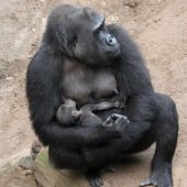 Erste Gorillageburt im Zoo Rostock