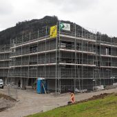 Wachstum in Dafins