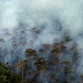 Noch mehr Brände und Abholzung im Amazonasgebiet befürchtet
