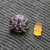 Winzige Schildkröte