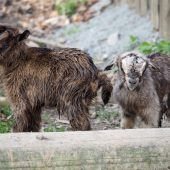 Tierischer Nachwuchs