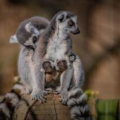 An Mama gedrückt