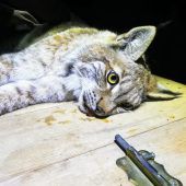 Luchs Lumpi und der Ruf der Wildnis