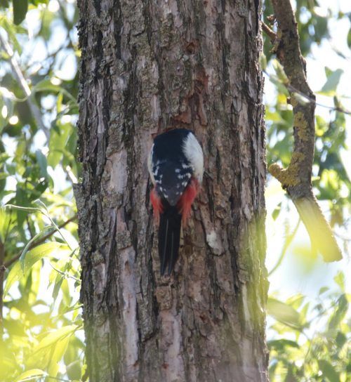 Auch der Specht ist derzeit mit dem Wohnungsbau beschäftigt.  Birdlife