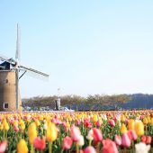 Zehntausende blühende Tulpen wegen Coronavirus abgemäht
