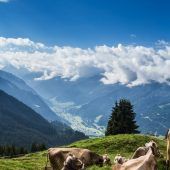 Schweizer Vieh darf auf unsere Alpen