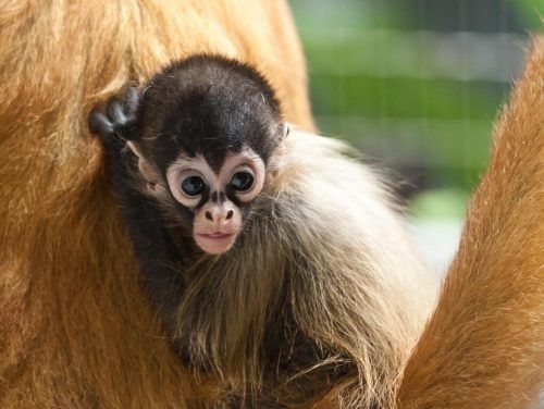 Die Klammeraffen können bis zu zehn Meter weit springen. Zoo basel