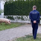 Renitentes Schwein machte Ort unsicher