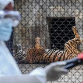 Zoo-Tiger in Indien müssen Abstand halten