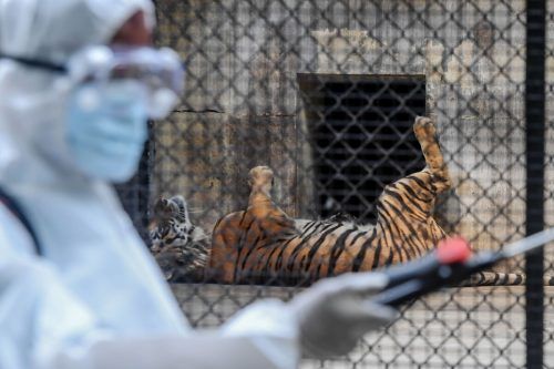 Die Tiergehege werden jeden zweiten Tag desinfiziert.  AFP