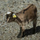 Den Zootieren gehen die Besucher ab