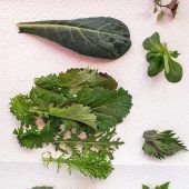 Den eigenen Garten neu erleben