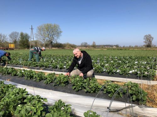 Dem Erdbeerbauern Karg fehlen aktuell noch 20 Erntehelfer. Wenn alle Stricke reißen, muss er auf heimische Arbeitskräfte zurückgreifen.