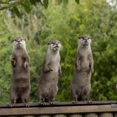 Neugierige Otterfamilie