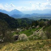 Kriasi in ­voller Blüte