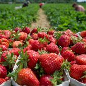 Wer pflückt die Erdbeeren?