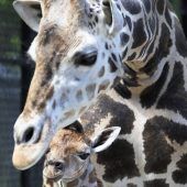 Giraffe im Zoo von New Orleans geboren