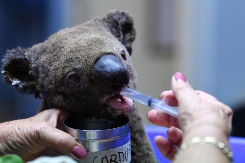 Insgesamt 49 Koalas wurden in der Koala-Klinik von Port Macquarie aufgepäppelt. AFP