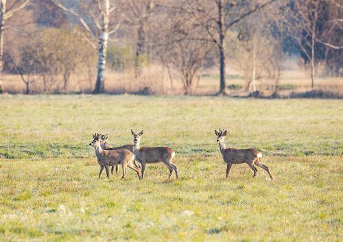 Das Riedfest am Sonntag soll das Naturjuwel Lustenauer Ried würdigen und die Menschen dafür begeistern. Veranstalter