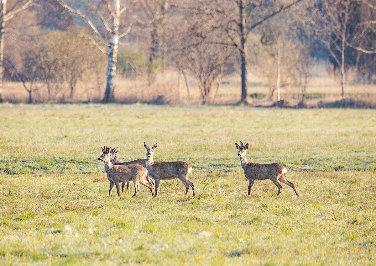 Das Riedfest am Sonntag soll das Naturjuwel Lustenauer Ried würdigen und die Menschen dafür begeistern.Veranstalter