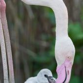 Nachwuchs bei den Rosa Flamingos