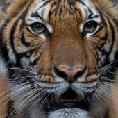 Tiger in New Yorker Zoo positiv getestet