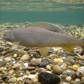 60 Prozent der Fischarten in Österreich sind gefährdet