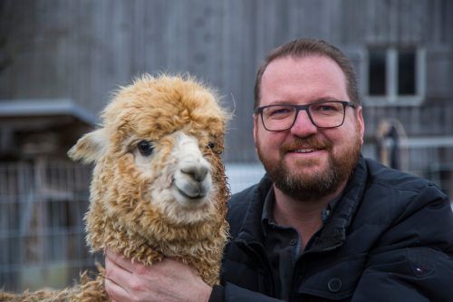 Bald erhalten die Alpakas ihren Sommerhaarschnitt. vn/paulitsch