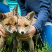Verwaiste Babyfüchse Sina und Jana haben zweite Chance bekommen. »A5