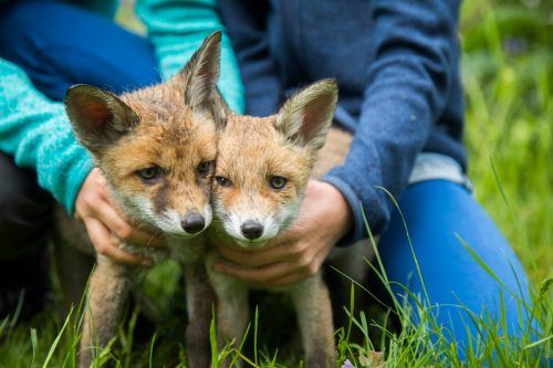 Birgit Wedl zieht für den Wildpark Feldkirch Babyfüchse auf.Fuchs