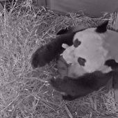 Erster Panda in den Niederlanden geboren