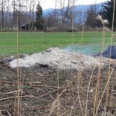 Aufforstung soll Lustenaus Waldflächen bewahren