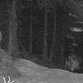 Luchs im Naturpark Nagelfluhkette gesichtet