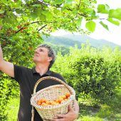 Gemütliche Wanderung durch die Marillengärten zur Erntezeit im Juli