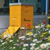 100.000 Bienen