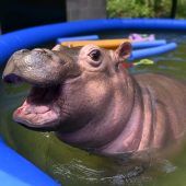 Happy Hippo