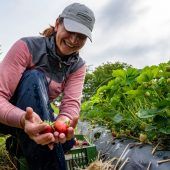 Erntehelfer aus Bulgarien können bei Erdbeerproduzent Karg mit anpacken. »A6