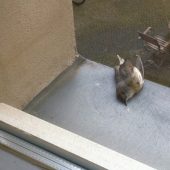 Vögel vor dem „Scheibentod“ retten