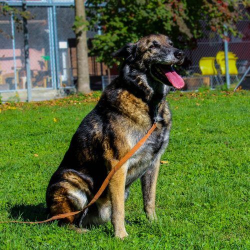 Hund Figo (l.o), Kater Tiggy, Hamster Miraculous und Hündin Dina freuen sich darauf, ihre neuen Besitzer kennenzulernen.  TSH