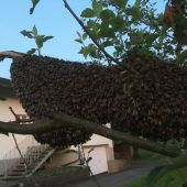 Bienen schwärmen derzeit aus